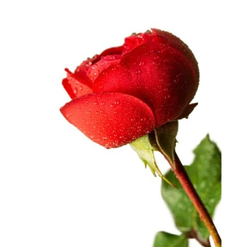 Single-Rose